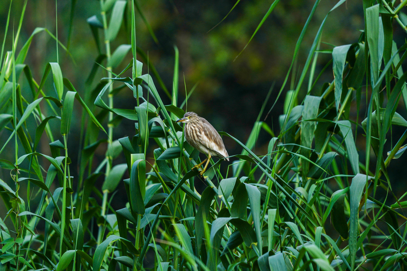 Heron