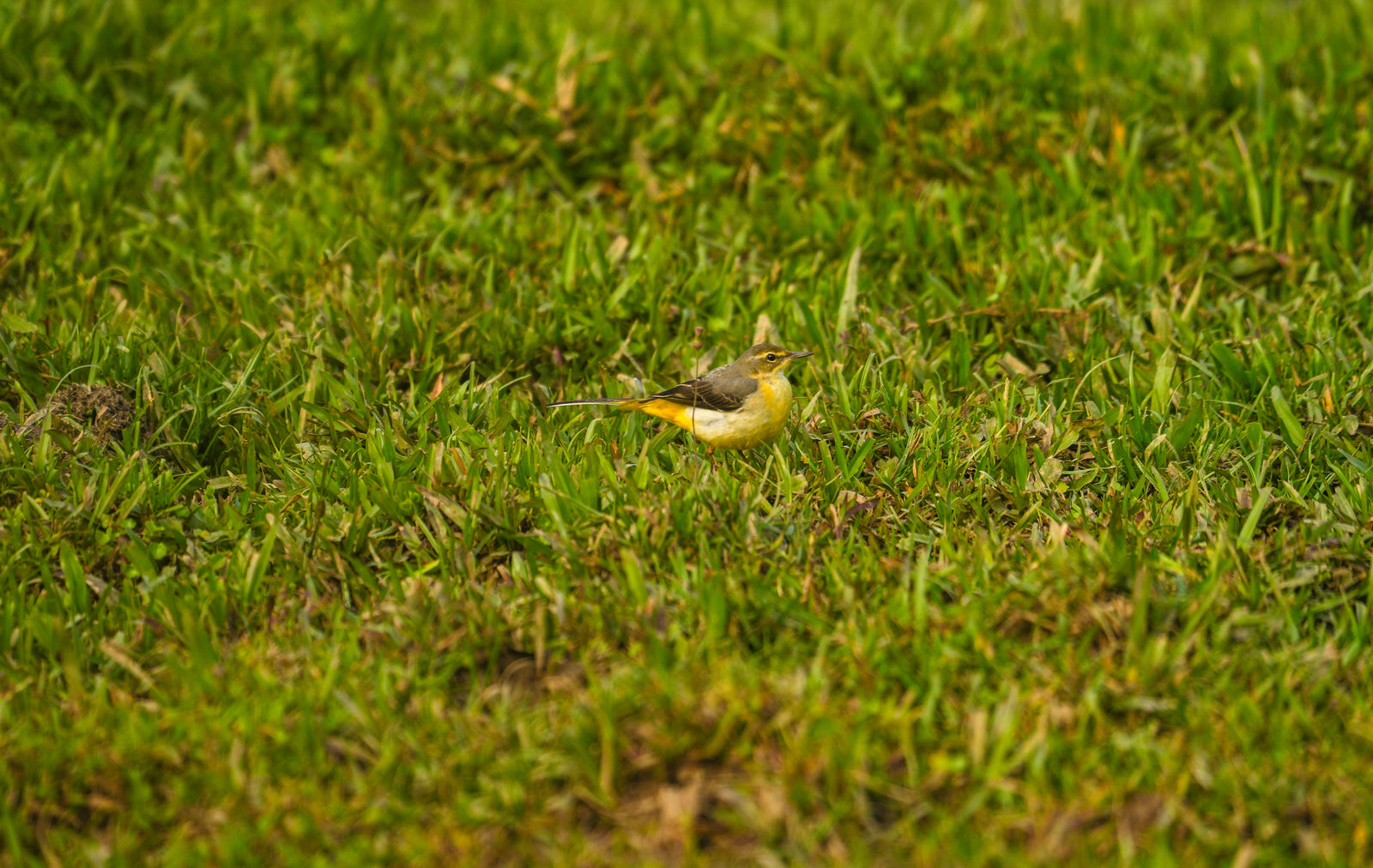 Wagtail