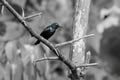 The Purple Sunbird