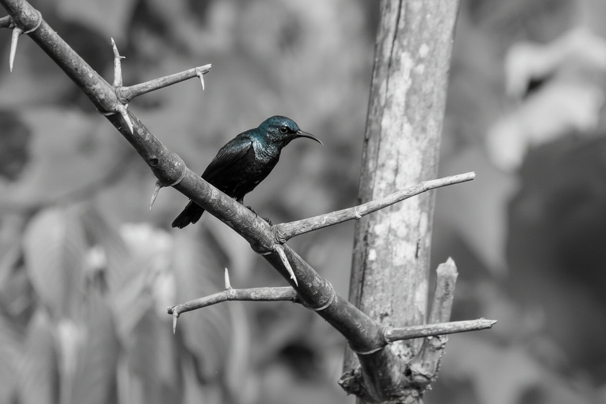 The Purple Sunbird