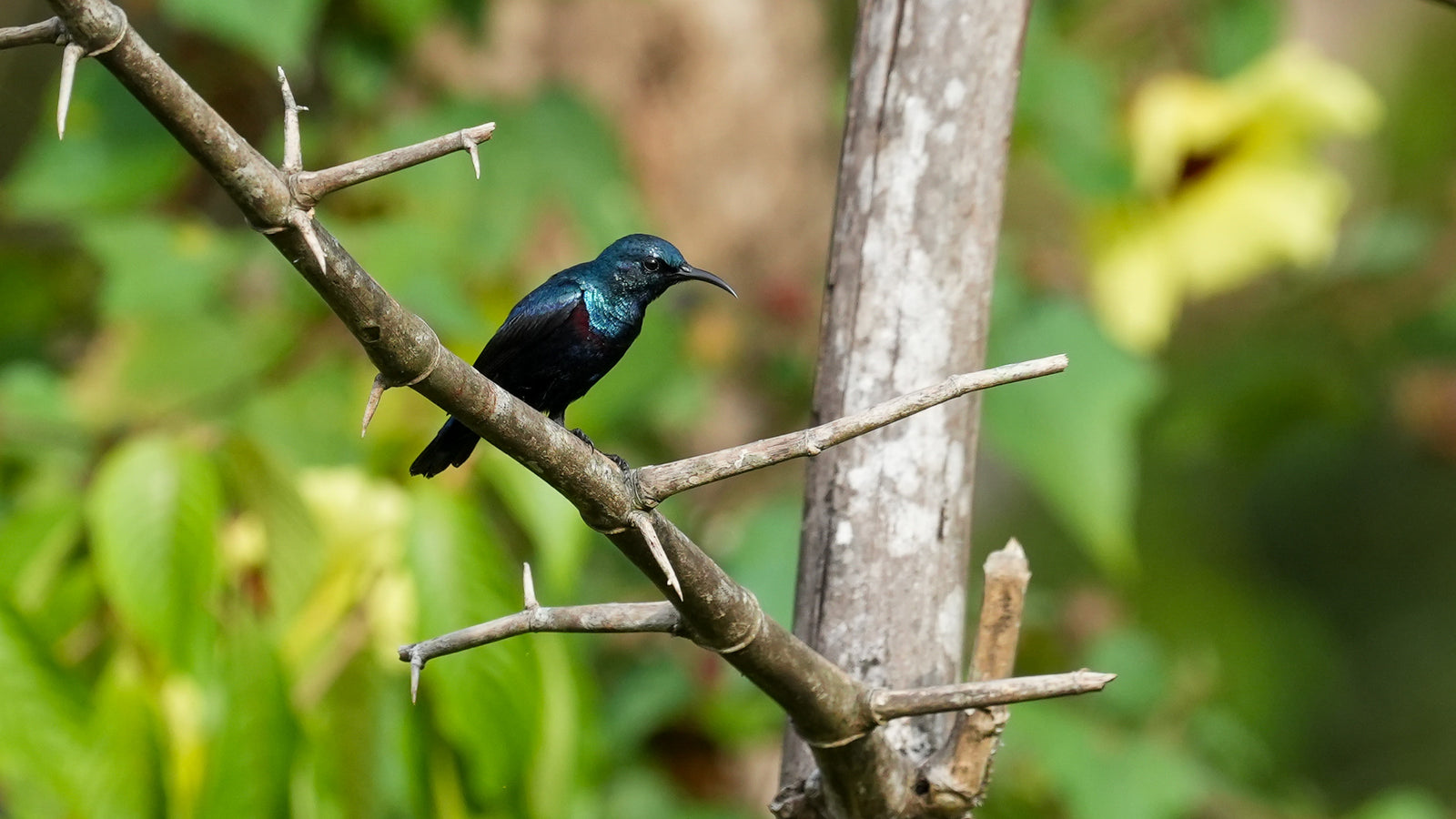 Sunbird