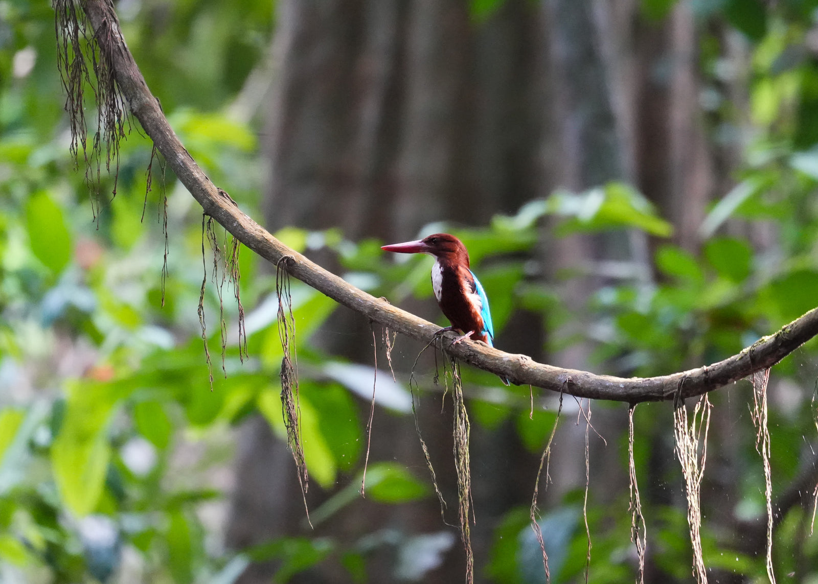 Kingfisher