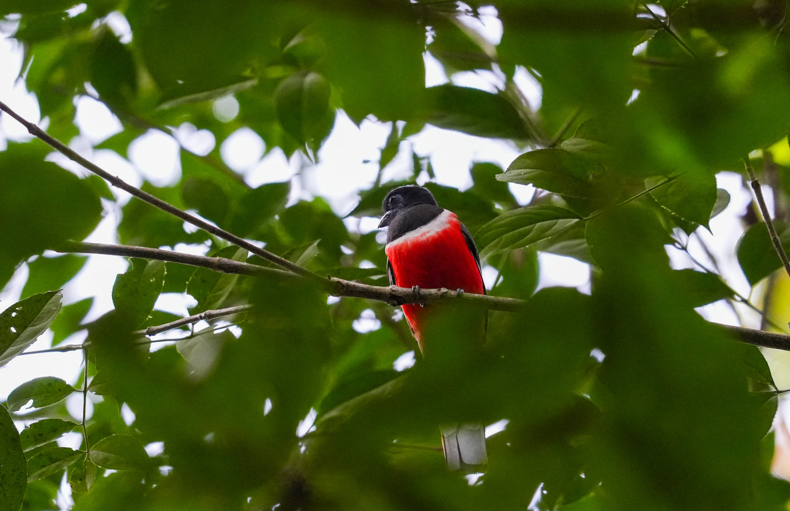 Trogon