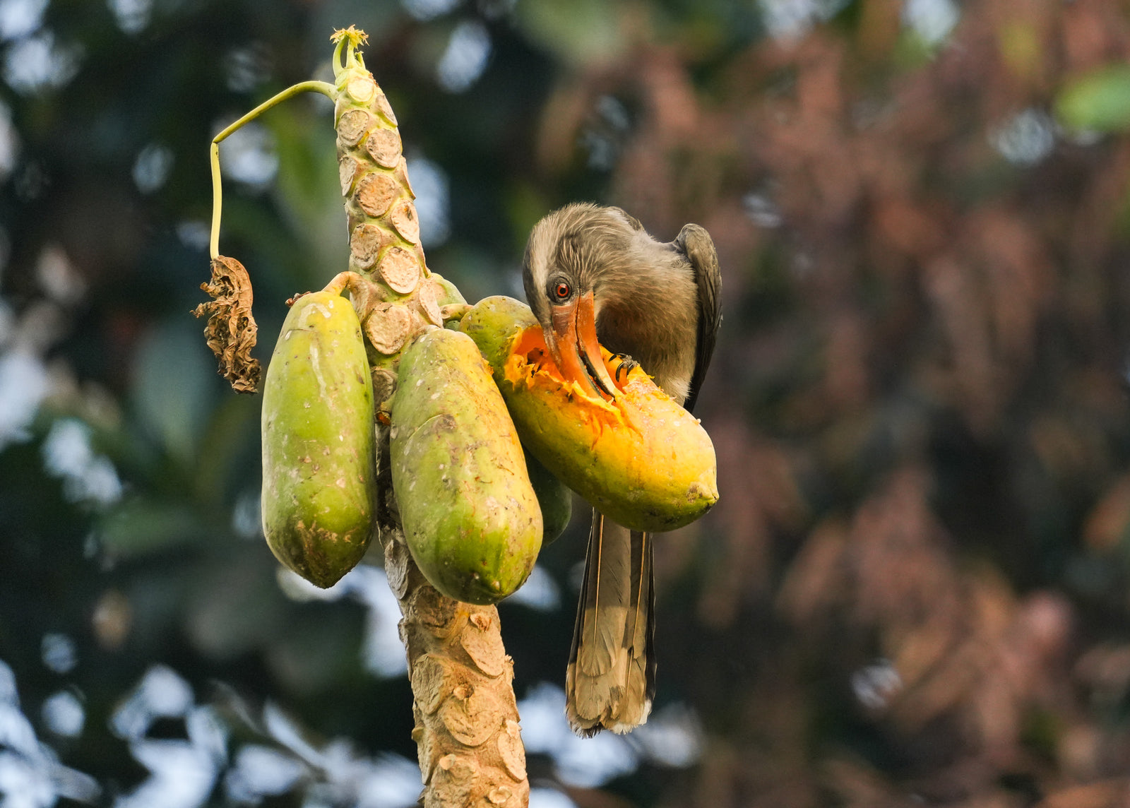 Hornbill
