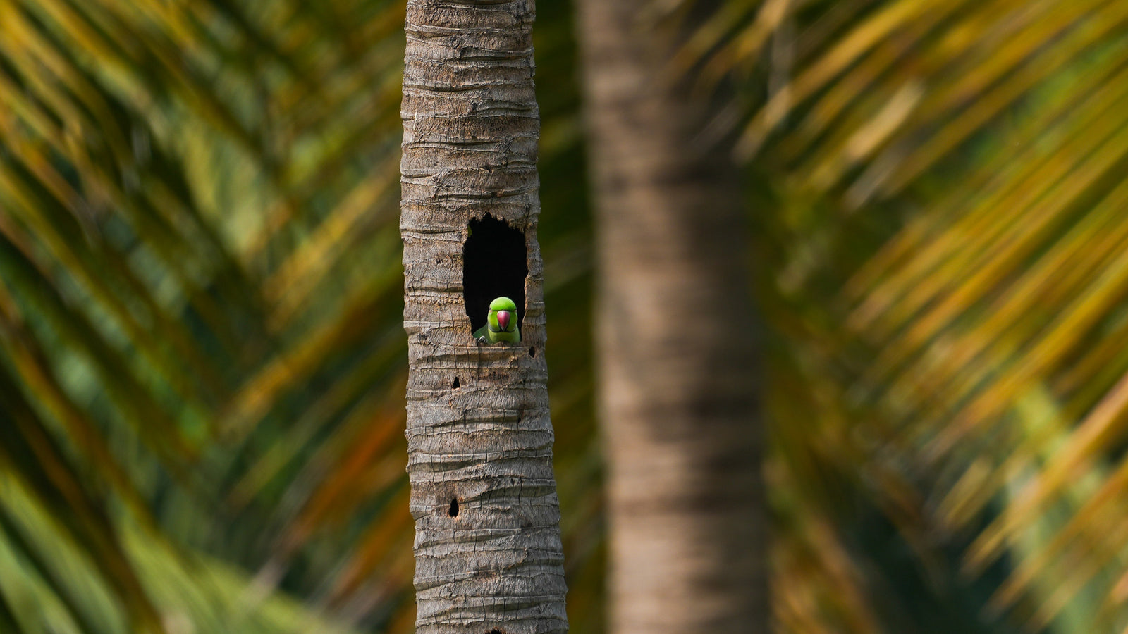 Parrot
